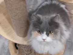 -楼上猫咖(罗湖店)