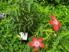 -广州神农草堂中医药博物馆