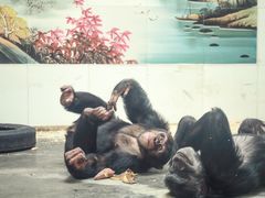 -西安秦岭野生动物园