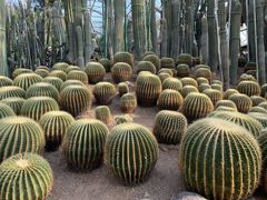 -南山植物园
