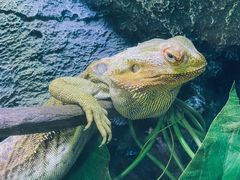-海南热带野生动植物园