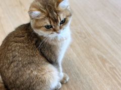 -有喵·猫咖·狗咖·30几只猫10只小狗(岗厦店)