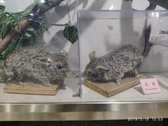 -上海大自然野生昆虫馆(东方明珠·爬宠昆虫探索中心)