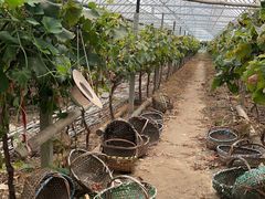 -马陆小张葡萄园农家乐