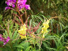 -白草畔自然风景区