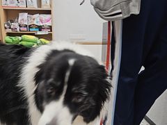 -瑞派康怡24h宠物医院·犬猫医疗中心·微创绝育(瑞景分院)
