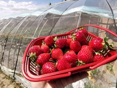 -甜心庄园·甜心草莓采摘园(西青中北店)