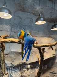 -Zoolung Zoolung动物主题公园(海信广场店)