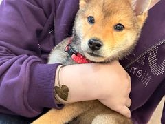 -柴犬小屋·柴餐厅·狗咖食堂(金鼎广场店)