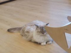 -有喵·猫咖·狗咖·30几只猫10只小狗(岗厦店)