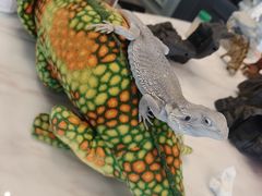 -FAIRYLAND龙族星球主题餐厅(凯丹广场店)