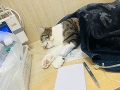 -北京观赏动物医院·24小时大型综合·猫专科·异宠专科