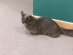 -飞行喵MR PILOT|猫舍·猫咖(静安大融城店)