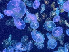 -海合安天津极地海洋公园