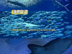 -海合安武汉极地海洋公园