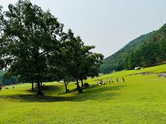 -汤旺河林海奇石景区