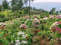 -南山植物园