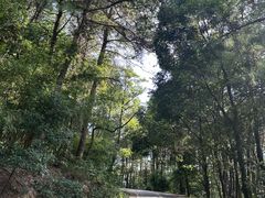 -铁山坪森林公园