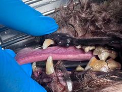 -博特宠物医院24h犬猫全科.骨科·异宠