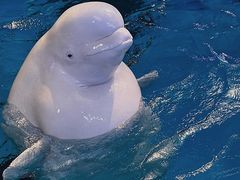 -海合安成都极地海洋公园