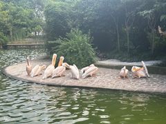-成都动物园