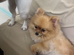 -怪兽屋·羊驼·猫咖·狗咖(俊华广场店)