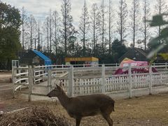 -上海长兴岛郊野公园