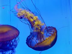 -上海海洋水族馆