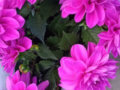 -桂林市花鸟市场