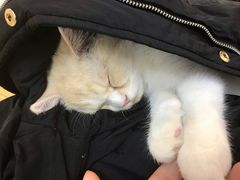 -Heymao猫咖.咖啡厅(东门店)