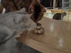 -more than meow吴止猫主题餐厅(承德 中船汇店)