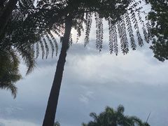 -深圳仙湖植物园