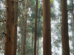 -玉苍山国家森林公园