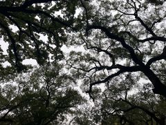 -普陀山风景名胜区-法雨禅寺