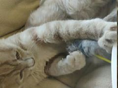 -团子家猫咪猫咖馆·柯基·柯尔鸭