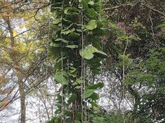 -云溪植物园