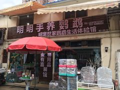 -明明手养鹦鹉(堤角花鸟宠物大世界店)