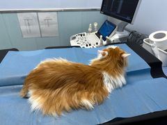 -纳吉亚猫专科动物诊疗中心(蒋宅口分院)