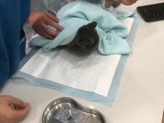 -菲丽丝宠物医院·24小时·猫科中心·免疫点(淮海分院)