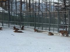 -横道河子东北虎林园