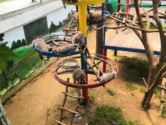 -西霞口神雕山野生动物世界