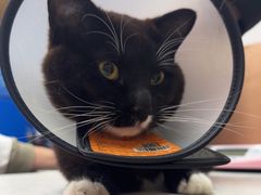 -宠颐生宠物医院·心肾内科·猫专科诊疗中心宠巢店