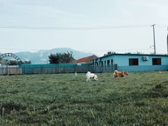 -趣玩宠物乐园寄养训犬训狗游泳池