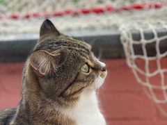 -喵屿·大理花园猫咖