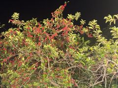 -罗浮山·罗园农庄