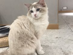 -飞行喵MR PILOT|猫舍·猫咖(静安大融城店)