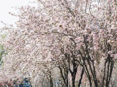 -洛阳市隋唐城遗址植物园