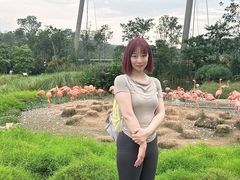-新加坡飞禽公园