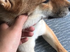 -柴源莊·柴小宠柴犬咖啡
