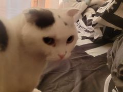 -小叮当动物医院·骨科·眼科